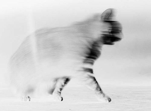 An Animus Cat antagonist 2008 chromogenic print