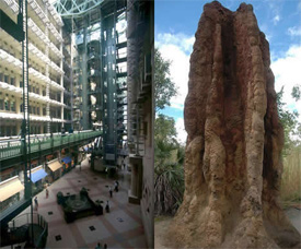 Termite mound vs skyscraper