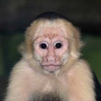 Monkey-imitation-evolution-social-cooperation_1
