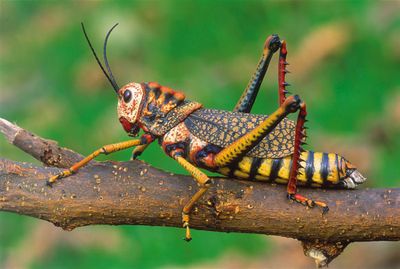 Peruvian-grasshopper----019