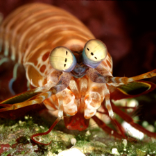Mantis-shrimp-polarization_1