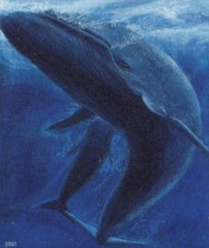 Faroe_stamp_402_blue_whale_(Balaenoptera_musculus)_crop