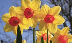 Daffodils-001