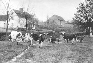 Brick_barn_farm_house_and_cows_black_and_white