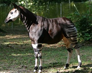 Okapi sunlight