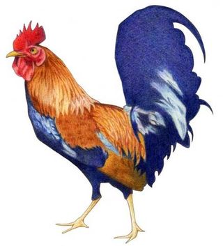 171rooster_3