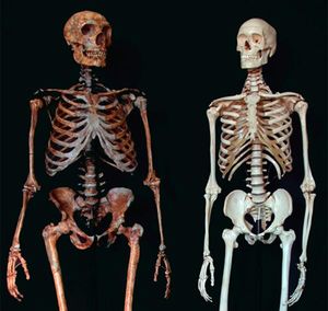 Neanderthal and Human skeletons comparied