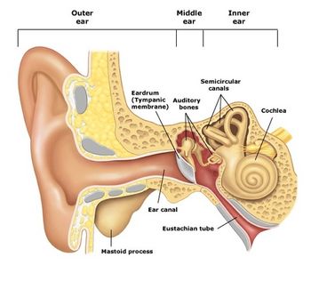 Normal_ear_anatomy-thumb-500x464-48704