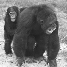 Chimpanzees-console-victims-of-aggression_1