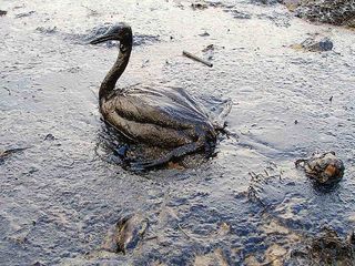  oil-spill pelican