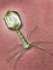 News_2010_253_bacteriophage