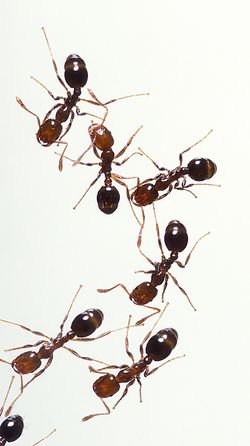 Ants01