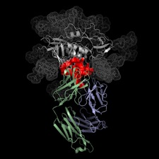 Discovery-of-new-antibodies-hiv_1