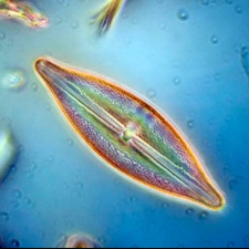 Phytoplankton-population_1
