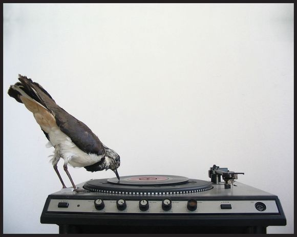 Bird record player