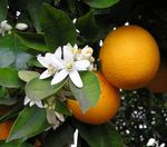 Orangegrove