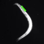 Single-worm-neurons_1