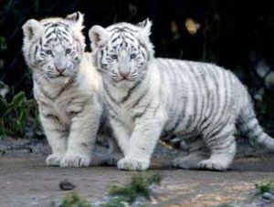 Twin-tigers