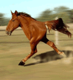 Anigif_bipedal-horse-23954-1291318339-0