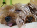 The_sleeping_dog