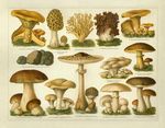 Mushrooms-thumb-490x383-2269