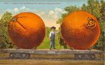 Oranges_postcard_jpg_470x397_q85
