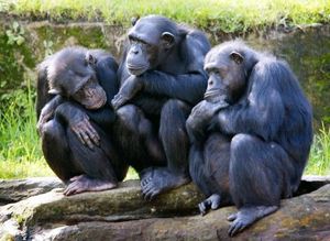 Chimpanzeesa