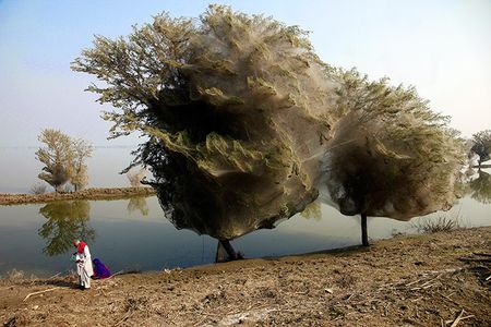 Spider-trees-in-pakistan--006