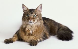 Maine_coon2