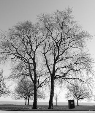 Lincoln Park Trees (Vassia Pavlogianis)0001_2
