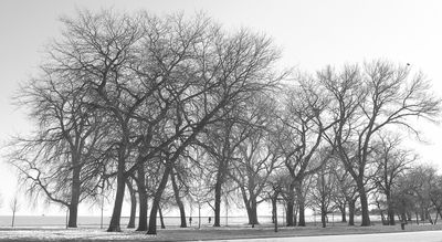 Lincoln Park Trees (Vassia Pavlogianis)0001_1