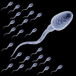 Male-Sperm