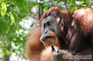 OrangutanC21