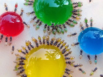 Surprising-Science-multicolor-ants-2