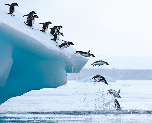 Adelie-penguins-jump-into-ocean-antarctica-picture-25005-214949