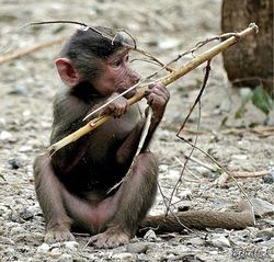 Monkey_stick