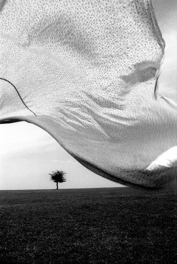 In Wind by Kourosh Adim 1996