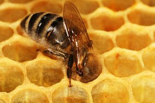 Apis mellifera carnica worker honeycomb