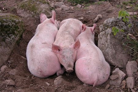 Three pigs Burgundy©Alison Harris