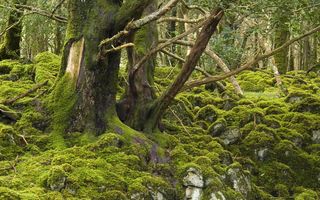 Reenadinna-Yew-wood-Muckross