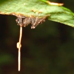 Zombie-ant-fungus-parasite_1