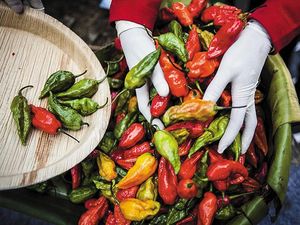 Burning-Desire-peppers-1