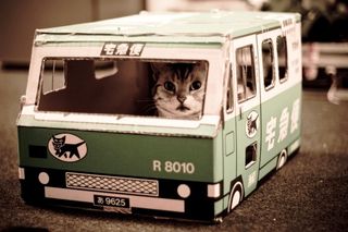 Photo Credit Cats Driving things dot Tumbler dot com