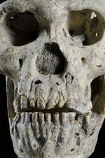Homo-erectus-skull-found--003