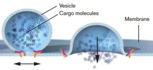 Delivering-cargo-to-cells