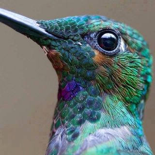 Hummingbird2