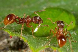 Tidy-ants-death-colonies-red-ant_81512_600x450