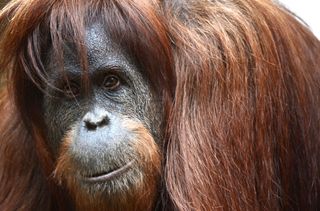 Jabr-Orangutans-690