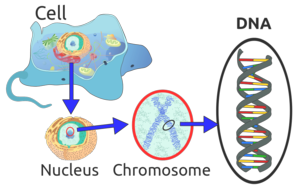 Eukaryote_DNA-en.svg