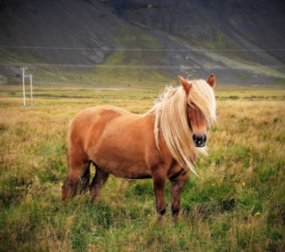 Icelandic Bieber pony